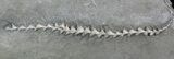 Archimedes Screw Bryozoan Fossil - Illinois #57889-1